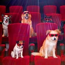 Films & Animaux (02)