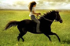 Equitation, chevaux (3) - 2A