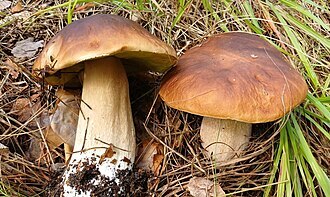 Champignons : Le cèpe de Bordeaux - 17A