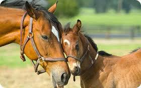 Les chevaux facile ou difficile ?