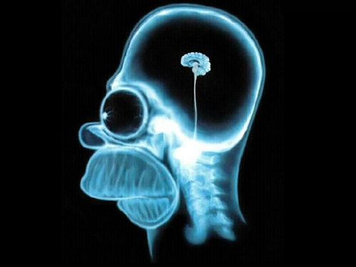 Le cerveau de Homer Simpson