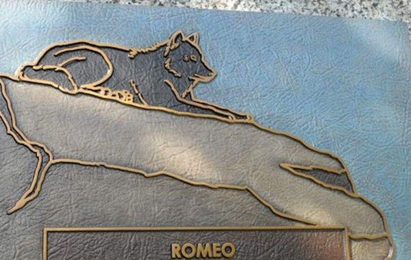 Romeo, le loup noir et son incroyable histoire - 13A