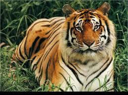 Les tigres