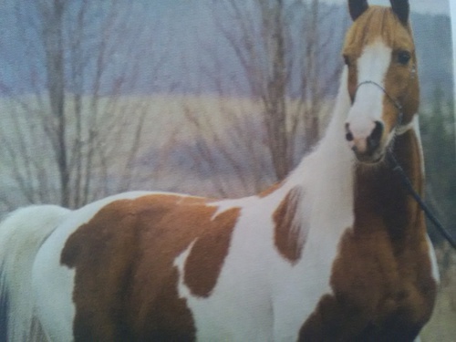 Quarter horse - real colors (chevaux)