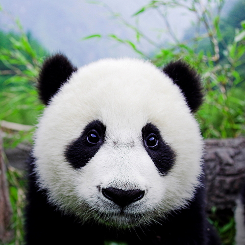 Les pandas noir et blanc