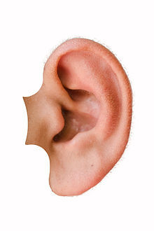 Les oreilles, l'ouïe des animaux - 2A