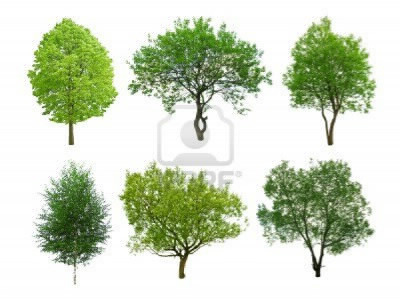 Des arbres à identifier