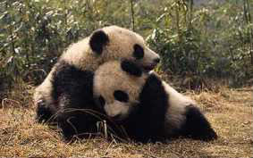 Les pandas