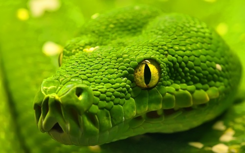 Connaissez-vous bien les reptiles ?