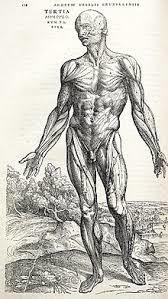 Anatomia muscular