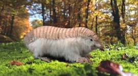 Les animaux les plus étranges et mystérieux de la planète