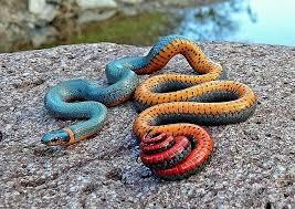 Les serpents les plus dangereux du monde (2) - (2009)