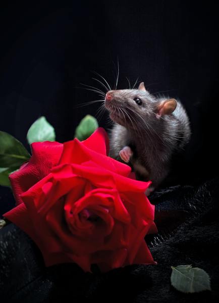 Les rats : tout ce que vous ne saviez pas encore