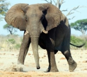 De l'eau pour les éléphants