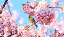Les fleurs et les arbres