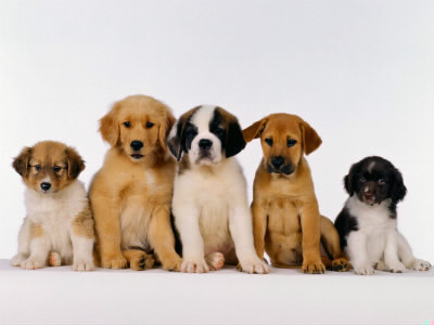 Connaissez-vous bien les races de chien ?