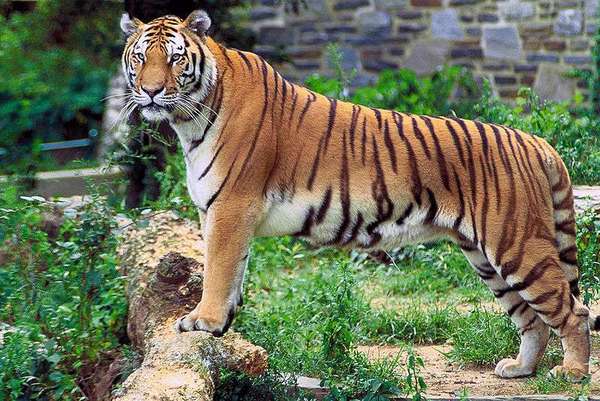 Ancienne série TV : Sandokan, le tigre de Malaisie - 11A