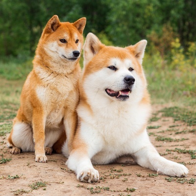 Akita Inu