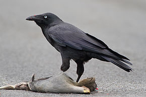 Le corbeau à trois pattes