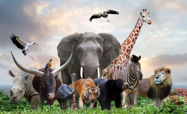 Devine les animaux