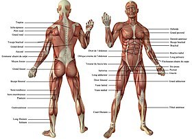 Tout sur les muscles de notre corps (2 sur 2)