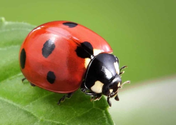 La coccinelle : vrai ou faux ?
