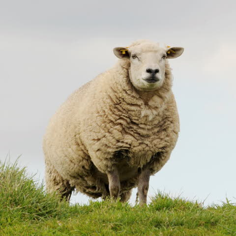 Le Mouton