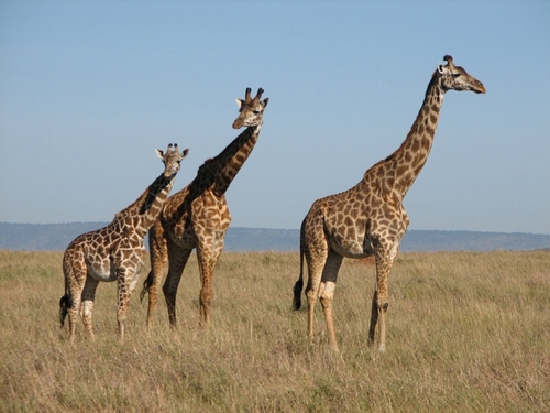 Les girafes