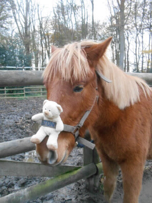 chevaux ou poney ?