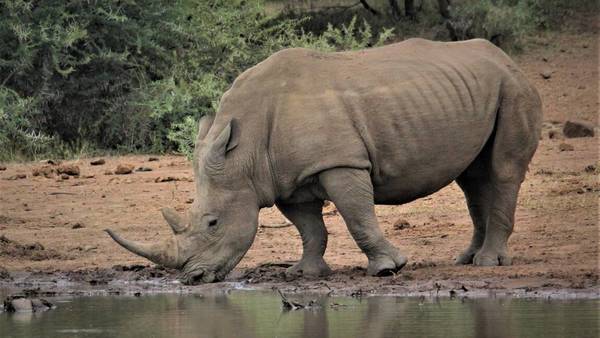 Le manchot‚ le rhinocéros