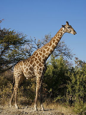Girafe ayeaye15