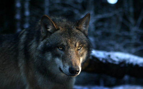 Le royaume des loups