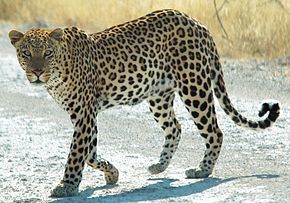 La Limace léopard