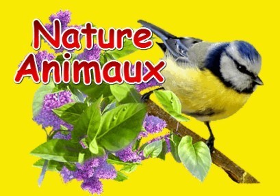 Animaux, nature (2) - 12A