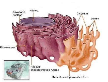 Reticulo endoplasmatico liso
