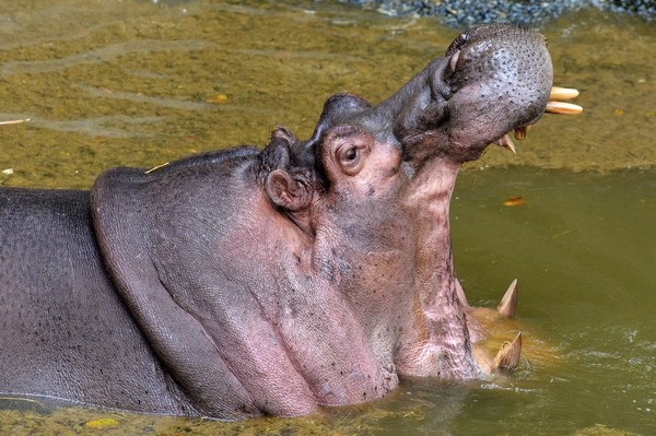Dans la peau d’un hippopotame !