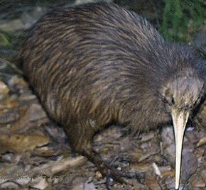 Les oiseaux : Le kiwi austral - 9A