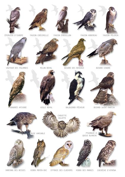 L'orthographe des oiseaux, rapaces (1) - 2009