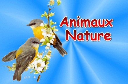 Animaux : Lettre O (1) - 12A