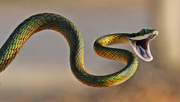 Généralités sur les serpents