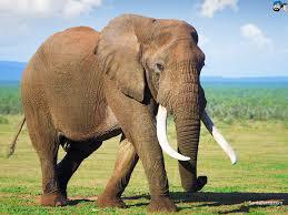 Les éléphants n°2
