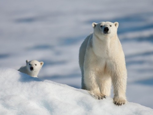 L'ours polaire : vrai ou faux ?