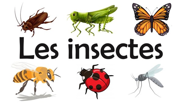 Les insectes et arachnides du monde !