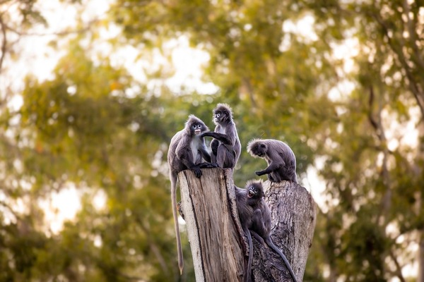 Les animaux que l'on connait moins !