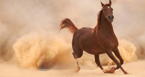 Le cheval / l'équitation