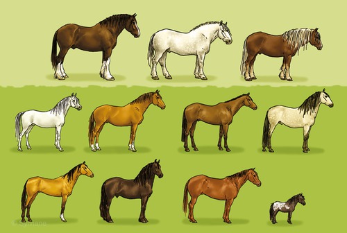 Les chevaux et poneys théorie