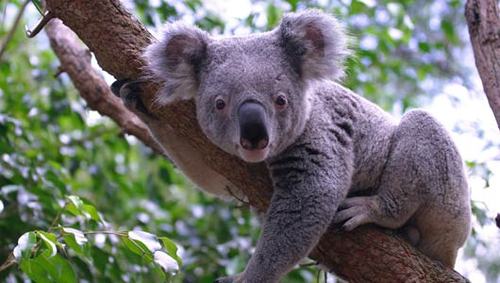 Koala, dauphin