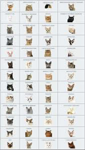 Les races de chats...