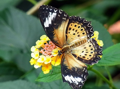 Les papillons (1) - 4A