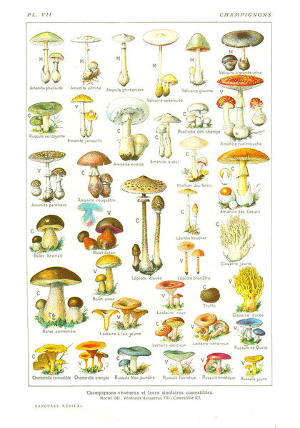 Les champignons comestibles et vénéneux (1)